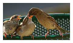 photo "I want to eat also!"