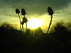 фото "Sunset"
