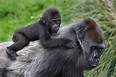 photo "Catching a ride !!!"