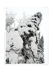photo "***"