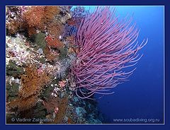 photo "Corals"