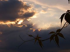 photo "***"