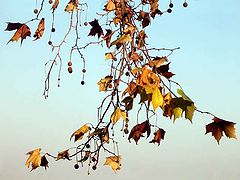 photo "Autumn Elegy"