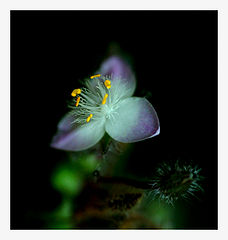 photo "Secret beauty"