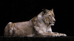 photo "Contemplating"