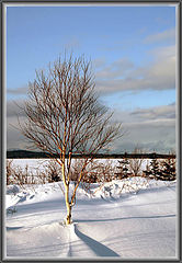photo "***"