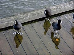 фото "Water bird."