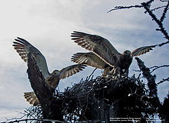 photo "Let's spread wings"