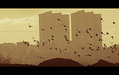 фото "..."