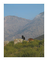 фото "o cao e a cabra"