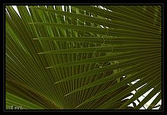 photo "***"