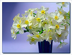 photo "bunch of flowers"