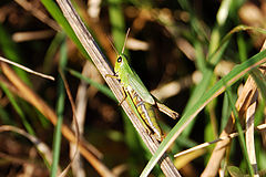 photo "Tettigonia"