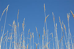 photo "peaceful universe"
