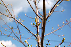 photo "pending spring"