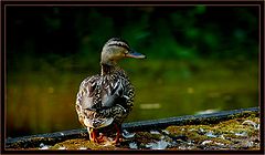 фото "look me"