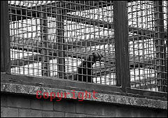 фото "Zoo"