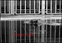 фото "Zoo"