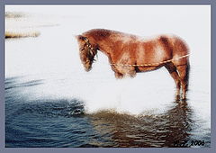 photo "Ежик в тумане...:)))))"