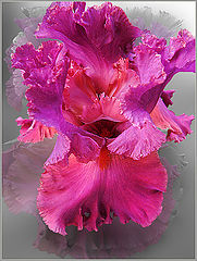 photo "***"