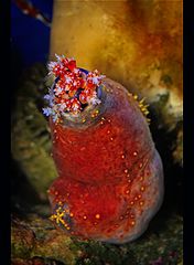 photo "Cucumaria japonica Semper"