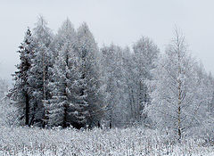 фото "Зимняя сказка (3)"
