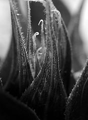 photo "***"