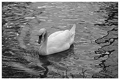 photo "***"