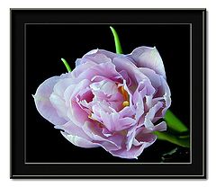 фото "lilac double tulip"