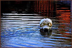 фото "Backsite of swan"