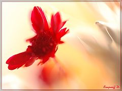 photo "***"