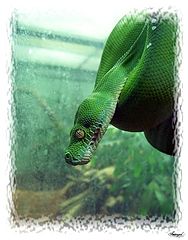 photo "A Green-Tree Python"