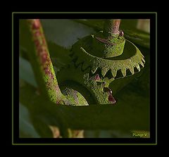 photo "***"