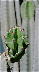 фото "cactus"