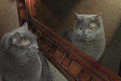 фото "portrait of my cat"