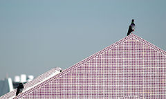 photo "Solo on the rooftop!"
