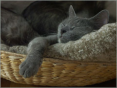 photo "Sweet dreams"