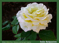 photo "delicate rose"