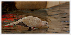 photo "Thirst"