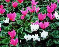 photo "" Cyclamens ""