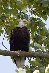photo "Eagle"