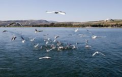 photo "24222 Gulls"