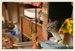 фото "Кот"