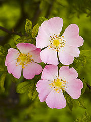 photo "Wild Rose"