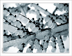 photo "Winter (6)..."