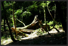 photo "Where elves lives..."