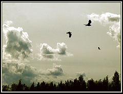 photo "***"