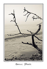 photo "Dead Bough"