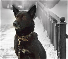 photo "Expectation of the left owner"