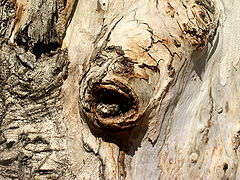 фото "The Scream"